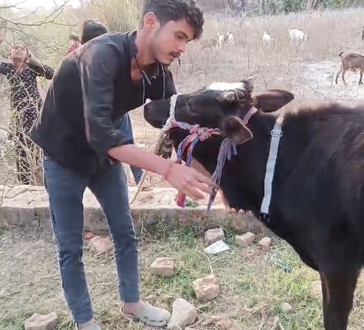 बेजुबान मवेशियों के मसीहा बने कार्तिक सिंह