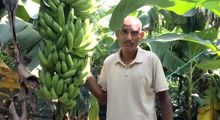 केले की खेती करने वाले किसानों की टूटी कमर, भारी खेप आ जाने से मिट्टी के भाव बेचने पड़ रहे हैं केले